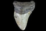Partial, Megalodon Tooth - North Carolina #91692-1